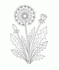 Ausmalbild-Blumen_039_Loewenzahn