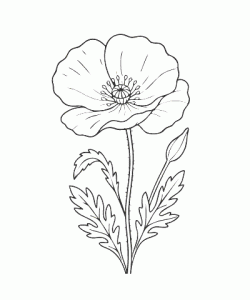 Ausmalbild-Blumen_040_Klatschmohn