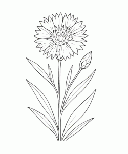 Ausmalbild-Blumen_041_Kornblume