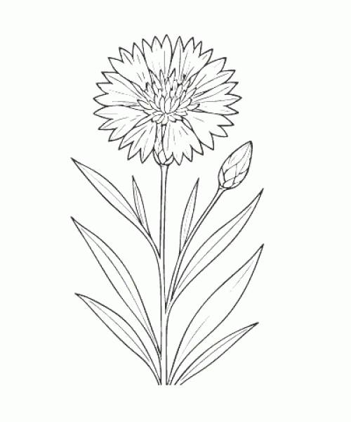Ausmalbild-Blumen_041_Kornblume