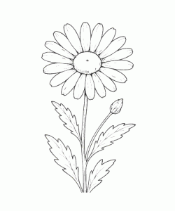 Ausmalbild-Blumen_042_Wiesen-Magerite