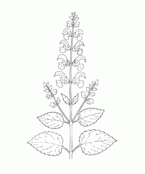 Ausmalbild-Blumen_043_Wiesensalbei