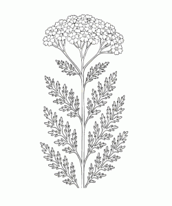 Ausmalbild-Blumen_044_Schafgarbe