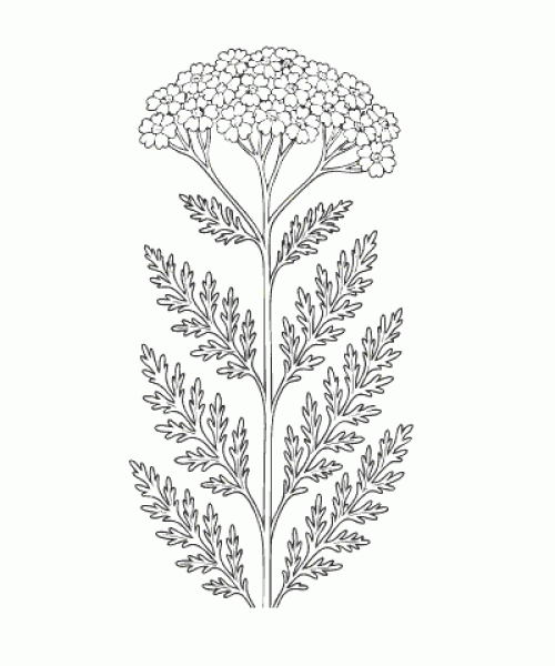 Ausmalbild-Blumen_044_Schafgarbe