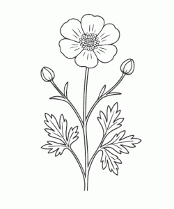 Ausmalbild-Blumen_045_Hahnenfuss