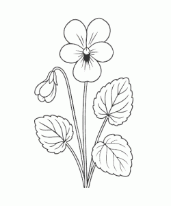 Ausmalbild-Blumen_046_Veilchen