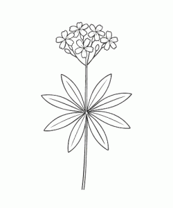 Ausmalbild-Blumen_047_Waldmeister