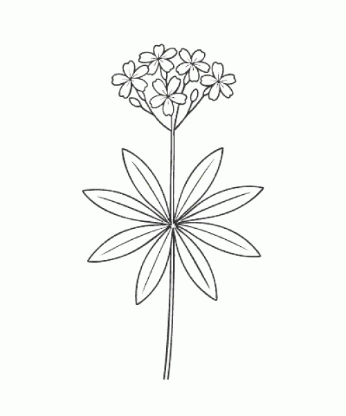 Ausmalbild-Blumen_047_Waldmeister