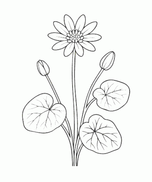 Ausmalbild-Blumen_048_Scharbockskraut