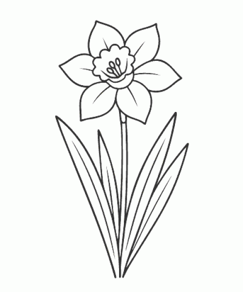 Ausmalbild-Blumen_049_Narzisse