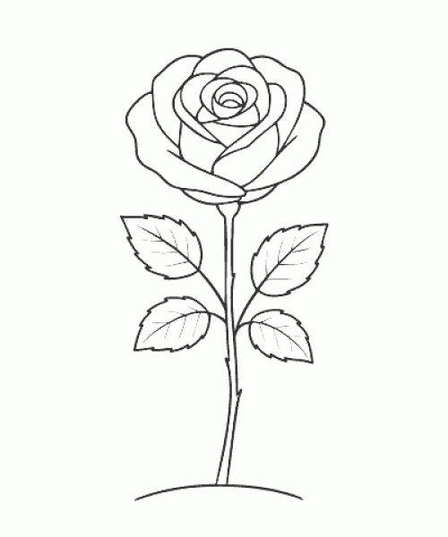 Ausmalbild-Blumen_050_Rose