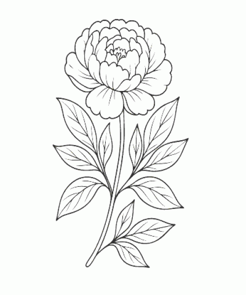 Ausmalbild-Blumen_051_Pfingstrose