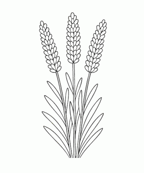 Ausmalbild-Blumen_052_Lavendel