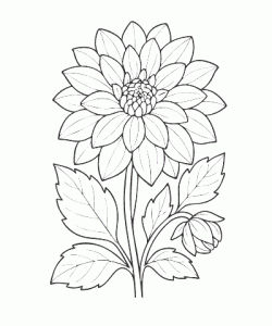 Ausmalbild-Blumen_053_Dahlie