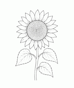 Ausmalbild-Blumen_054_Sonnenblume