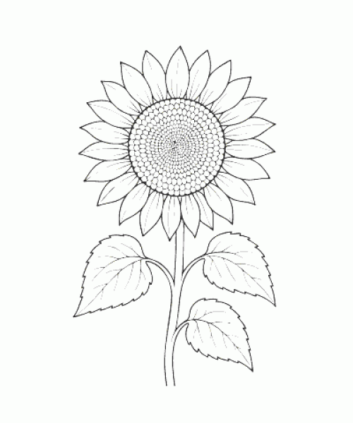 Ausmalbild-Blumen_054_Sonnenblume