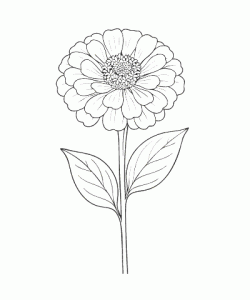 Ausmalbild-Blumen_055_Zinnie