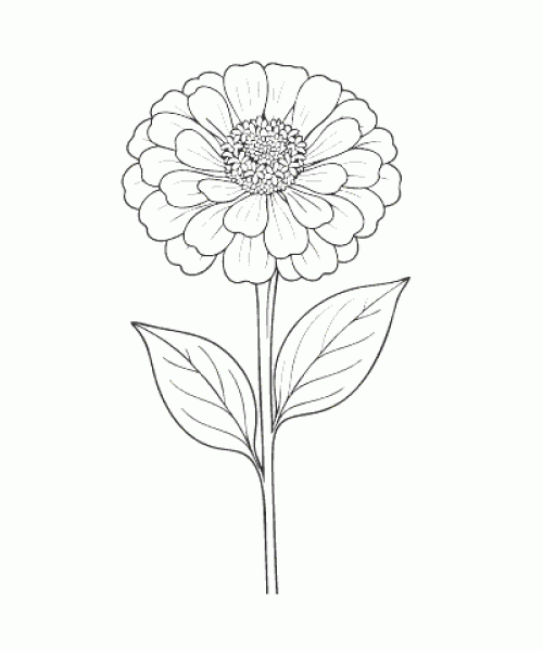 Ausmalbild-Blumen_055_Zinnie