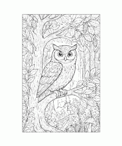 Ausmalbild Eule 028