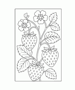 Ausmalbild-Fruechte_009_Erdbeerpflanze