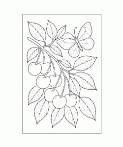 Ausmalbild-Fruechte_012_Kirsche