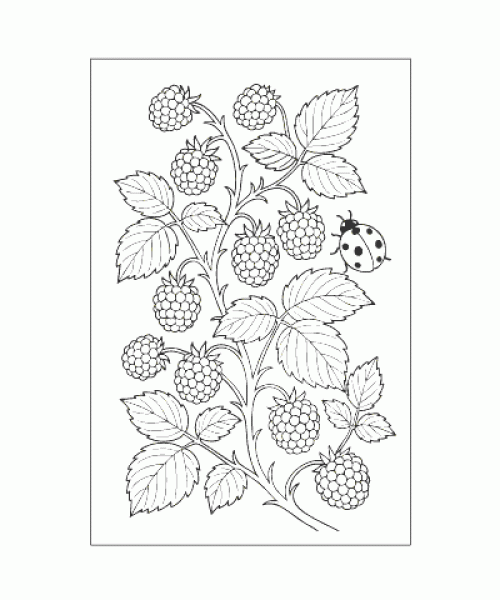 Ausmalbild-Fruechte_018_Brombeere