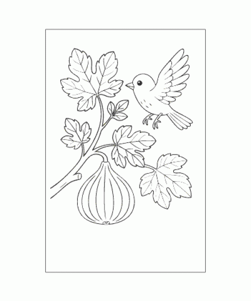 Ausmalbild-Fruechte_020_Feige