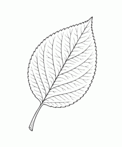 Ausmalbild Herbst 031