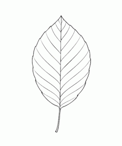 Ausmalbild Herbst 034