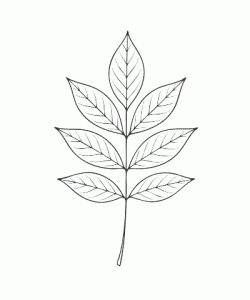 Ausmalbild Herbst 036