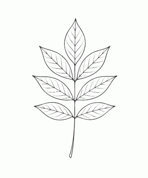 Ausmalbild Herbst 036