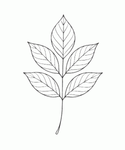 Ausmalbild Herbst 039