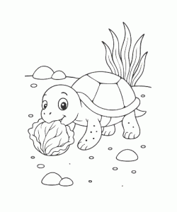 Ausmalbild Schildkröte 025
