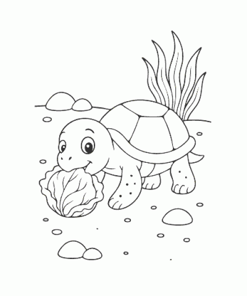 Ausmalbild Schildkröte 025
