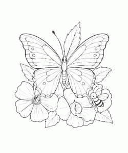 Ausmalbild Schmetterling 020