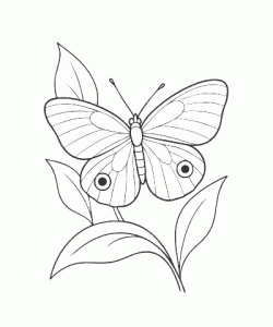 Ausmalbild Schmetterling 027