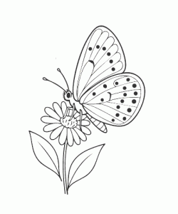 Ausmalbild Schmetterling 029