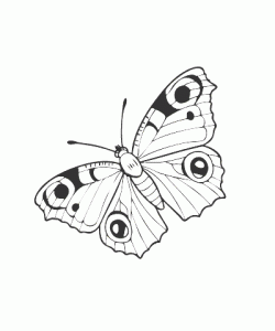 Ausmalbild Schmetterling 030